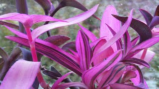 Tradescantia Pallida Variegated House Plant [upl. by Rtoip731]