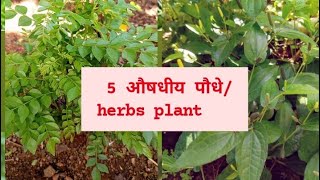 5 Best herbs plant you can grow at home naturalherbs homegardening nature [upl. by Keefer735]