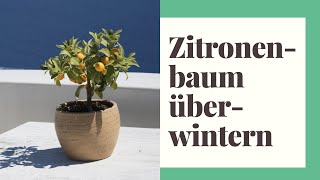 Zitronenbaum überwintern  So klappt das winterfest machen des Zitronenbaumes [upl. by Wakefield]