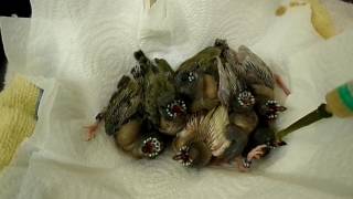 Hand feeding 7 noisy Gouldian finch chicks 2017 [upl. by Athal]