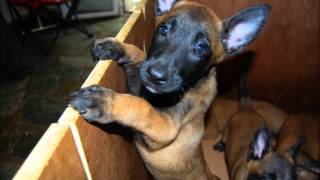 Belgian Shepherd Malinois puppies Litter A Κουτάβια Μαλινουά Workingk9teamcom [upl. by Ardnuyek]