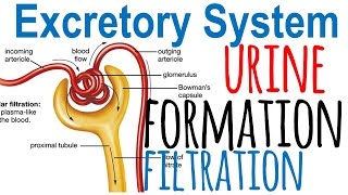 Urine formation and nephron filtration [upl. by Jahdal]