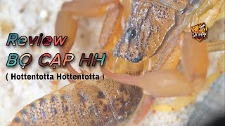 REVIEW  Bọ Cạp HH  Hottentotta Hottentotta   Loài vật lưỡng tính tự nhân giống [upl. by Erdnaxela]