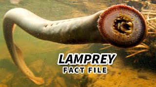 Lamprey Facts Bloodsucking MOUTH FACE 😭 Animal Fact Files [upl. by Haidabej]