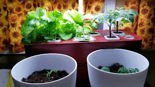 Idoo Hydroponic Setup and Updates [upl. by Mayworm]