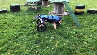 Reign the paralyzed German Shepherd gets rained on at park Welcome to Scotland IVDD Dog Oct 21 24 [upl. by Arbrab]