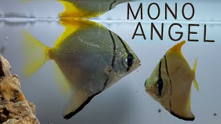 The Beauty and Elegance of Silver Moony Angelfish Monodactylus Argenteus [upl. by Ramberg504]