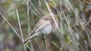 Gobemouche gris spotted flycatcher Musciapa striata Marais du Kun Ouessant Octobre 2024 [upl. by Megargee]