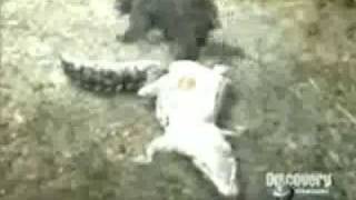 Bear vs Caiman Bear totally Destroys and Owns Caiman [upl. by Ecneps]