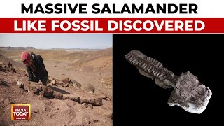 Massive SalamanderLike Predator Fossil Discovered In Namibia  Likely Predates Dinosaurs [upl. by Bhatt]