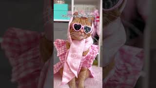 Cats every night at 3am catvideos funnycats [upl. by Giacomo]