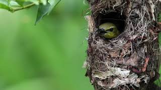 Ornate Sunbird Nest [upl. by Eilerua]