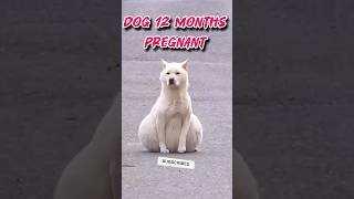 Pregnant dog videos shorts [upl. by Niu503]