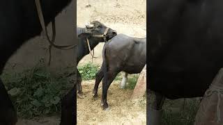 gorkhana viralshortvideo wildanimall wolfdog BuffaloBuLL cow pigfarming horas [upl. by Zabrina]