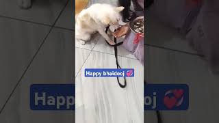 Bhaiya dooj Wale din kabhi na bhulanana bhaiyya  Bhai dooj status  Cute Ollie dog ki bhaidooj [upl. by Hopkins882]