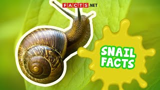 Snail Facts You Probably Didnt Expect [upl. by Feodora]