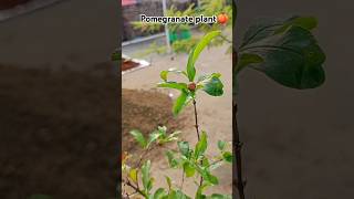 Pomegranate plant growing gardeningtour gardenplants pomegranate plant fruit [upl. by Ardaed]