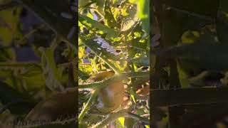 Rare Hornworm with Braconid [upl. by Nevada]