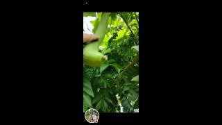 Luffa vegetable I like it luffa live followers vedio [upl. by Reitrac814]