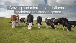 Grazing and microhabitat type affect antibiotic resistance gene distribution in grasslands [upl. by Justine]