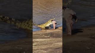 SHOCKING Moment a Crocodile Swallows a Stillborn Buffalo Whole [upl. by Yoho]