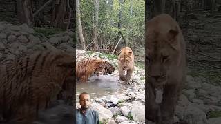 love of two lions  Rehan Ali24animals animals funnypets [upl. by Rennat]