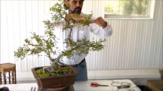 Bonsai 4 18 14 Chinese Elm [upl. by Hazel852]