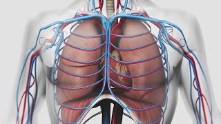 Au coeur des organes  La respiration [upl. by Carnahan]