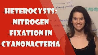 Heterocysts Nitrogen Fixation in Cyanonacteria [upl. by Aneehsirk]