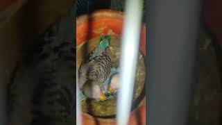 love birds ke two baccheshortvideo [upl. by Channa]