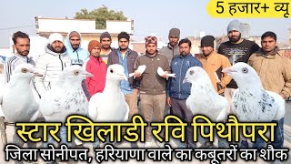 स्टार खिलाडी रवि पिथौपरा जिला सोनीपत हरियाणा वाले का कबूतरों का शौक  Master Pigeon Club [upl. by Jennee]