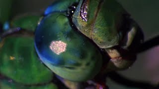 Dragonfly vs Damselfly  Deadliest Showdowns  BBC Earth [upl. by Huxley]