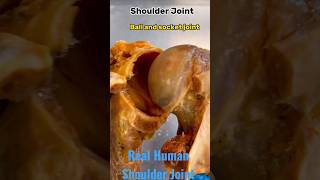 Real Human Shoulder joint anatomy youtube youtubeshorts [upl. by Rehptsirhc]