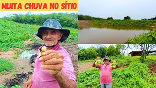 Muita Chuva No Sítio Tudo Produzindo Muita Fartura Mostrando Pé de Melancia🍉 Colhendo Maxixes [upl. by Alvan]