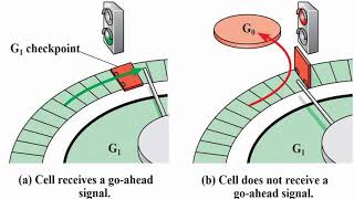 Cell Cycle Checkpoints Stages [upl. by Emmuela]