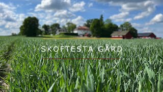 Skoftesta Gård  Höstvetestrategier med Oscar Bergstedt [upl. by Acinimod]