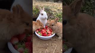 A group of rabbits eat strawberries and are cute Rabbits Little cute pets in the countryside [upl. by Nilloc]