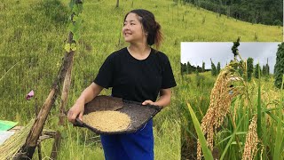 Harvesting Paddy Field  Traditional way Rice Field Harvest [upl. by Carn]