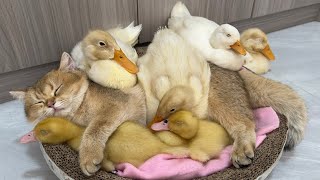 The duck jumps into the basket and sleeps with the kitten so sweetkitten is mother ducklinglovable [upl. by Kciredes539]