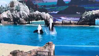 SeaWorld San Diego trip 2024 [upl. by Atiniuq]