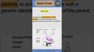 Back Cross quickrevision biologyclass12 2025boardexam prepbiology [upl. by Vallie875]