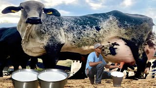 World 🌏 Record 127 Kg Highest Milking Girlando Cow Full Documentary Video  Biggest Udder Cow [upl. by Lowis]