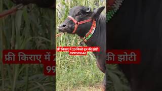 फ्री किराये में 20 किलो दूध की झोटी with Female Murrah Calf  at Sangwan Dairy Farm 9991535646 [upl. by Luane]