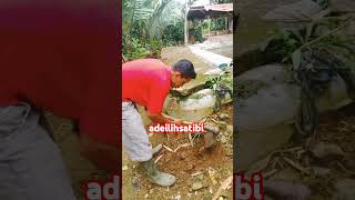 dapet rezek dari alam lucu ngakak bermainhewan mancing reels video viralvideo comedy vlog [upl. by Nitsa645]