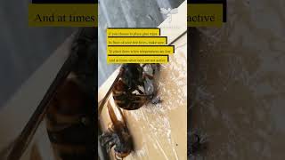 If you choose to place glue traps in front of your bee hives make sure to place them when [upl. by Nolava]