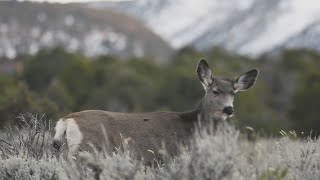 Zombie deer disease identified in Colorado [upl. by Normi851]