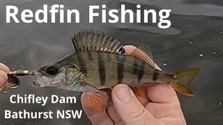 Redfin Fishing at Chifley Dam Bathurst NSW [upl. by Ahsaeyt701]