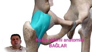 kalça eklemi anatomisi bağlar 45 [upl. by Barkley]