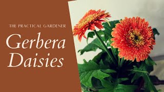 Gerbera Daisies  Light Watering and other care requirements  The Practical Gardener [upl. by Alderson]