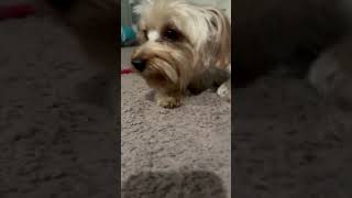 Muffin’s a feisty one puppy cuteanimals dogs pets music funnyanimal [upl. by Halyak]